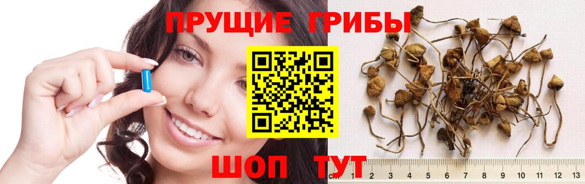 Галлюциногенные грибы Psilocybe Кизляр